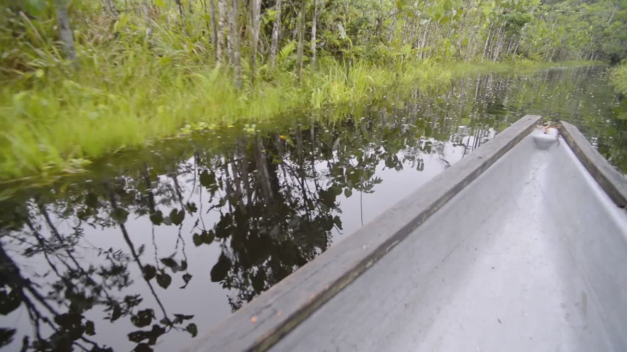 View from a typical canoe on a flowing river in the Amazon rainforest, Ecuador