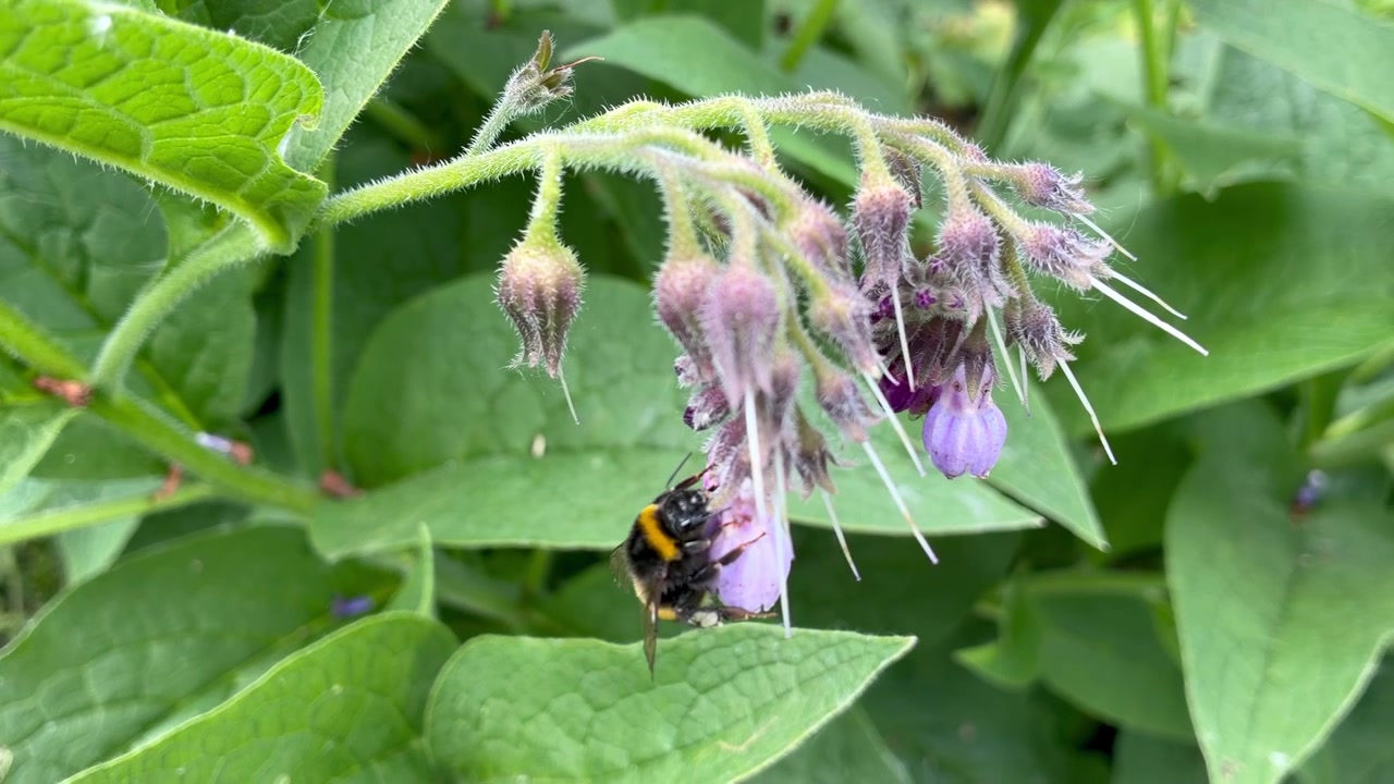 Al rallentatore un bombo impollina fiori viola di belladonna