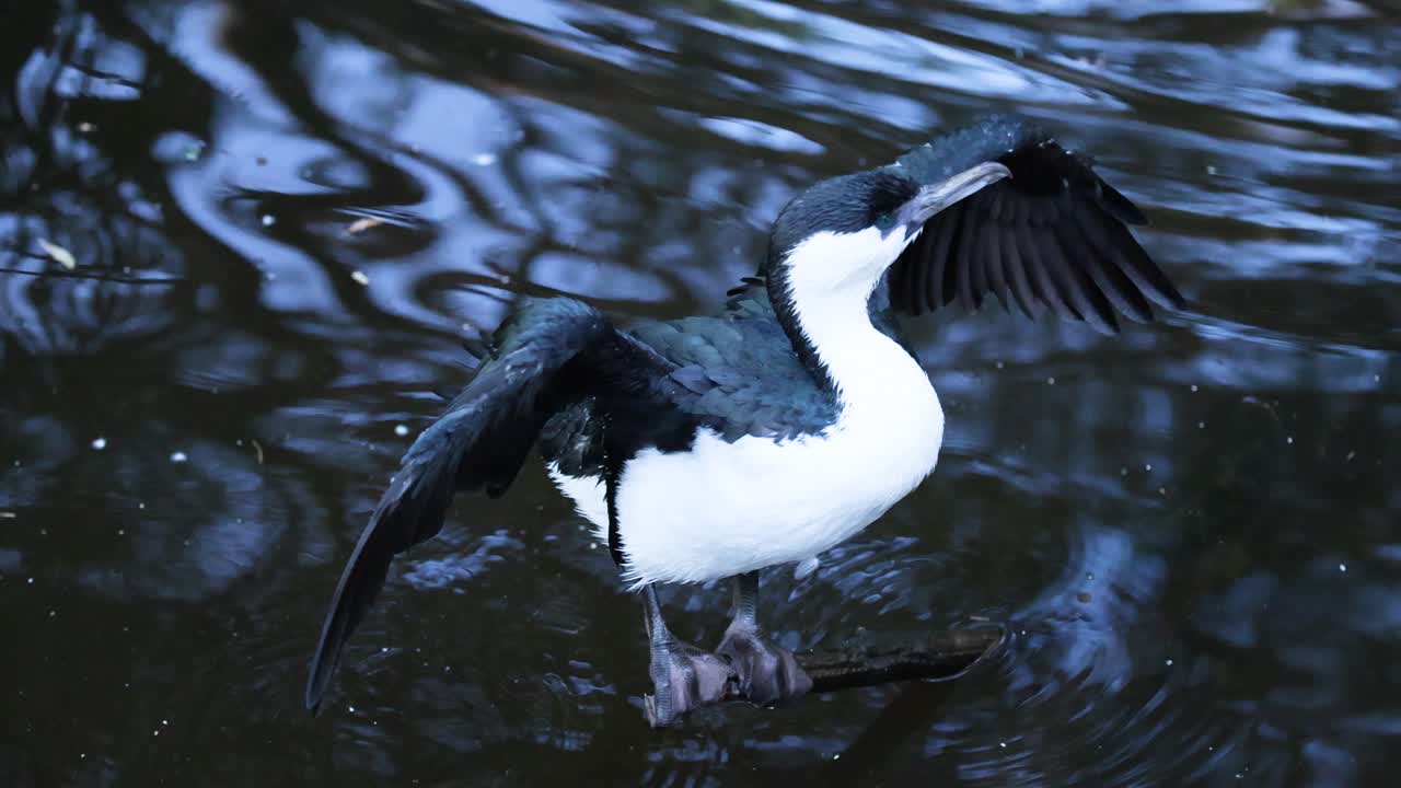 un cormorán de cara negra aleteando sus alas en el agua