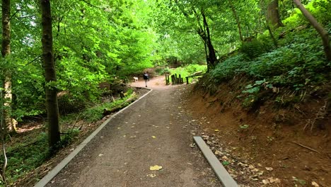 un paseo panorámico a través de un camino de bosque verde y exuberante