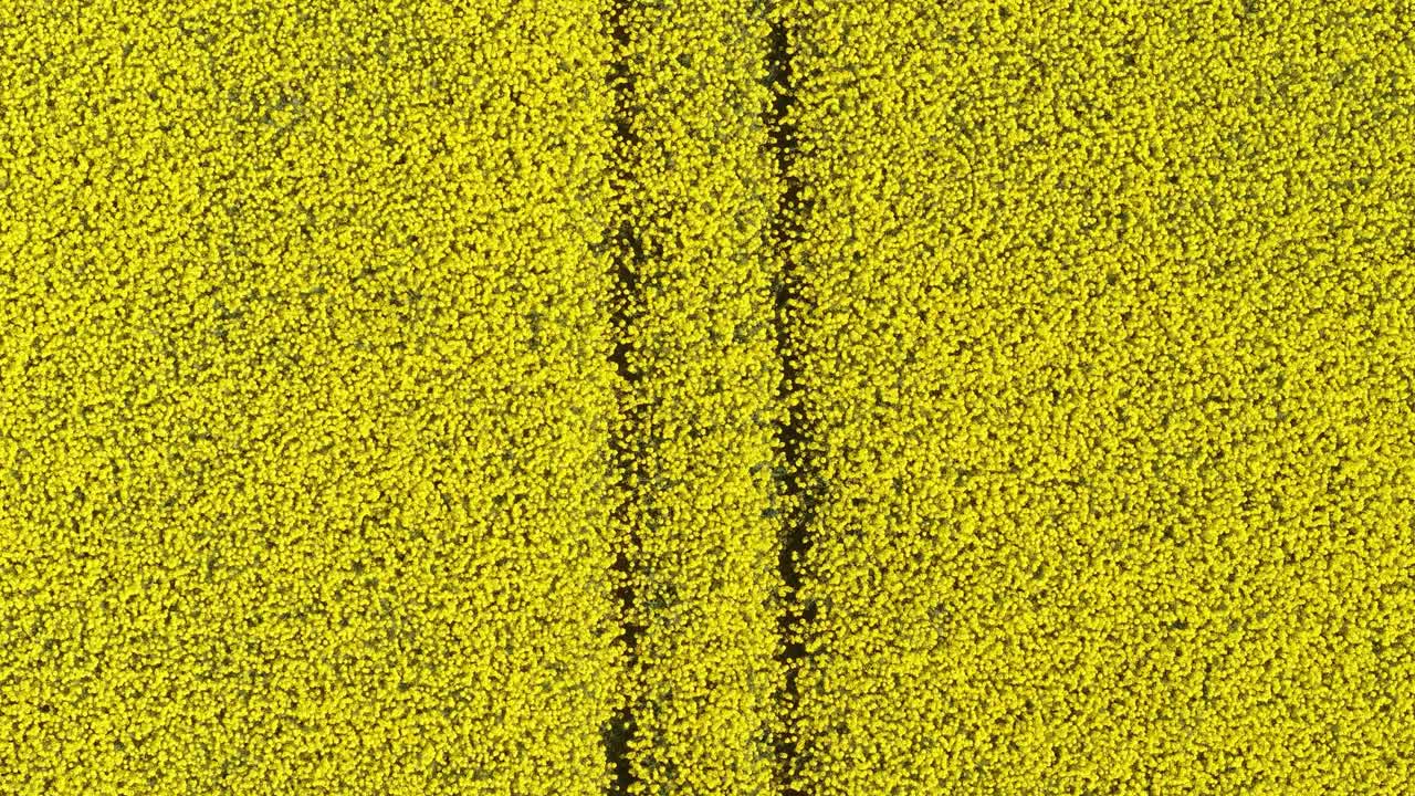 Rural Landscape With Blooming Rapeseed Field In Meath, Ireland - Drone Shot