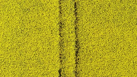 rural landscape with blooming rapeseed field in meath, ireland - drone shot