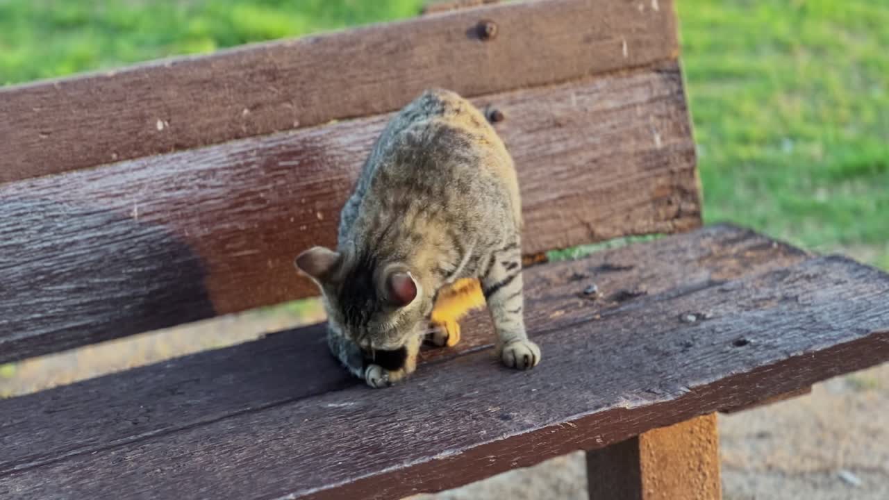Cinematic 4K shot of a tabby cat calmly sitting on a wooden bench in a green park at sunset. Ideal for themes like solitude, pet life, and peaceful outdoor moments.