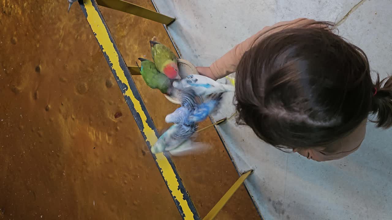 Preschool girl is holding a perch with a lovebird and a budgerigar at a Birds Feeding Café, surrounded by vibrant, colorful bird-themed wall art - top view