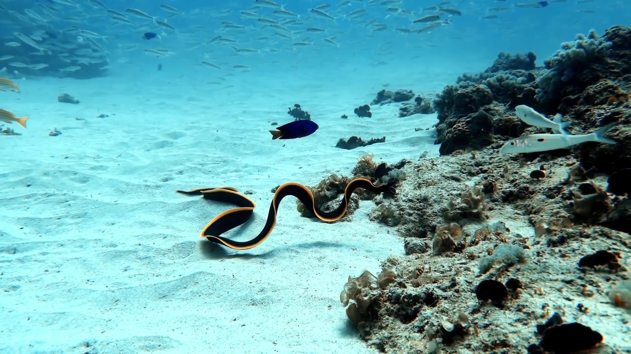 Murena nastro nera che nuota attraverso una barriera corallina sabbiosa a Mauritius. Un filmato subacqueo calmo mostra la vita marina tropicale che si muove attraverso le acque limpide e blu dell'Oceano Indiano.