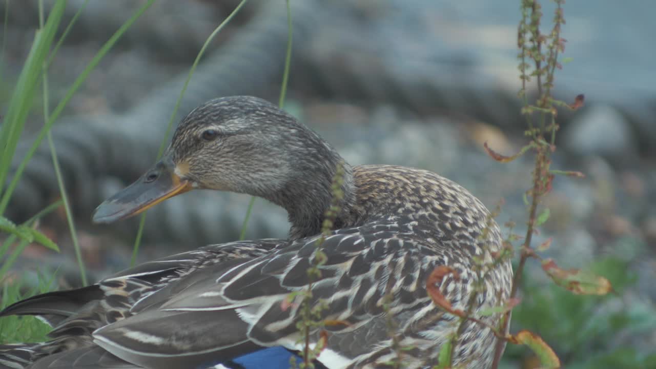Female mallard duck pruning her feathers in slow motion