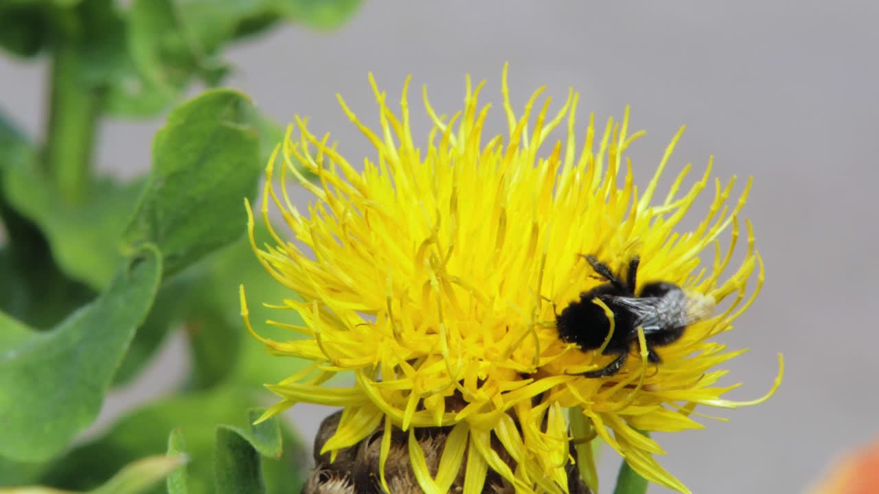 un primer plano macro de un abejorro en una flor amarilla en busca de comida