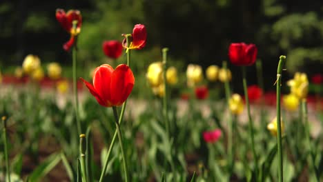 tulipanes de colores en un jardín
