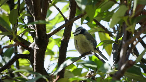 a blue tit sits in a bush and sings to itself. later the bird strangles and flies on to another tree.