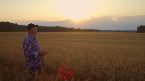 an elderly male farmer uses a drone to fly over a wheat field at sunset. modern technologies in agriculture