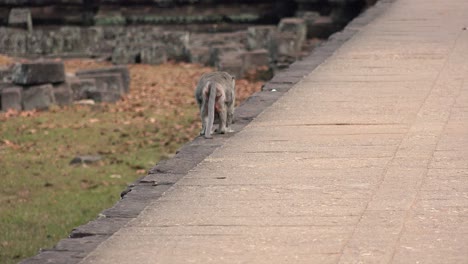 Mono-Solitario-Buscando-Un-Lugar-Para-Sentarse-En-Angkor-Wat