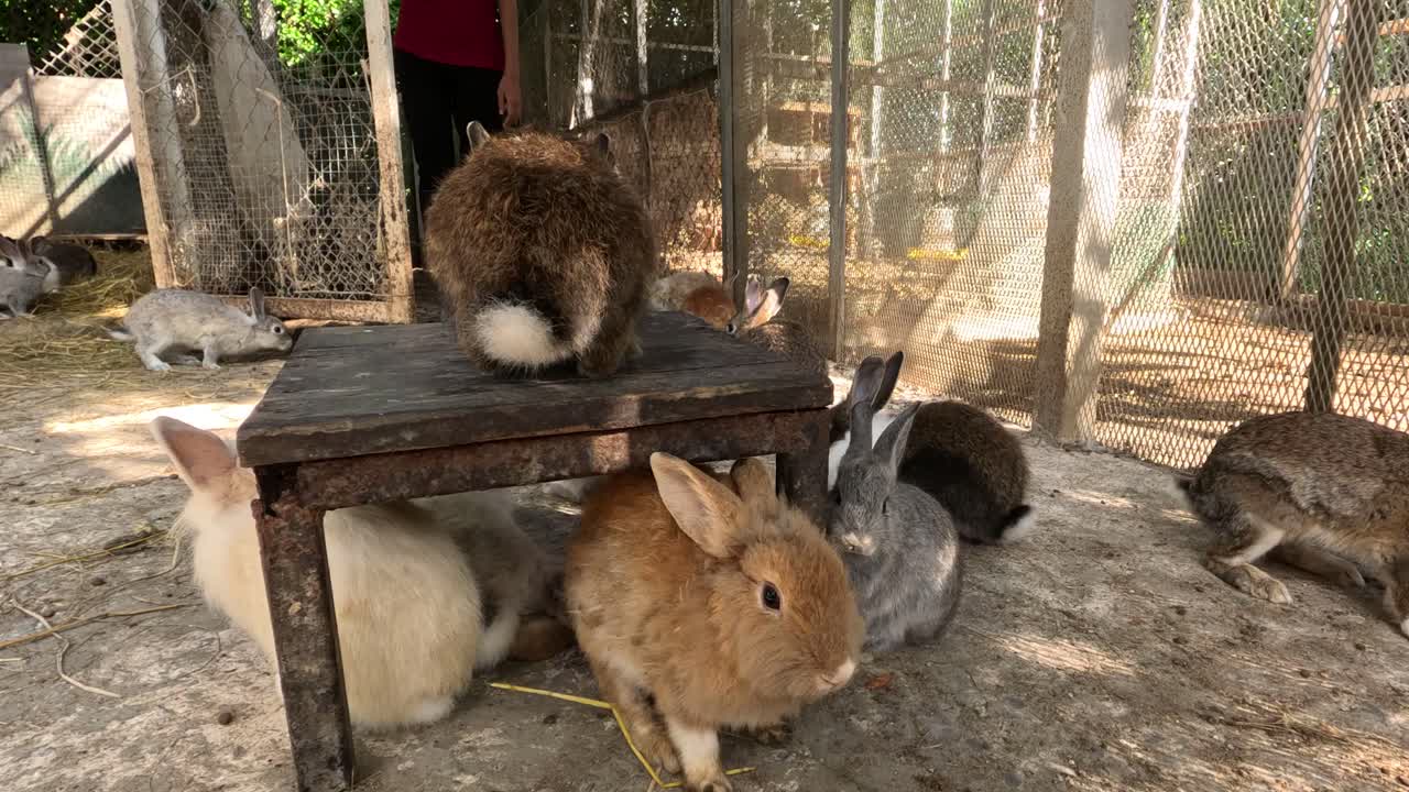 토끼들이 밖에서 뛰어다니며 상호 작용합니다.