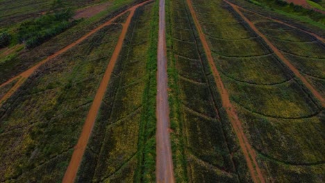 Toma-Aérea-De-Camiones-En-Un-Campo-De-Plantación