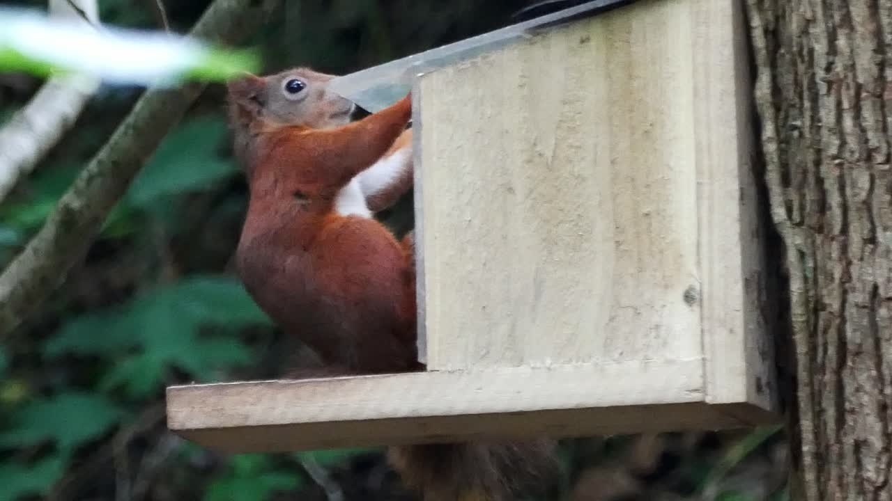 멸종 위기에 처한 은 다람가 숲 속의 먹이 상자에 뛰어들어 견과류와 씨을 고 있다.