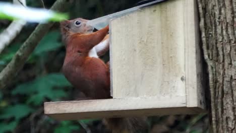 ardilla roja en peligro de extinción saltando a la caja de alimentación del bosque del bosque masticando nueces y semillas