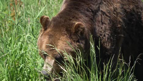 a grizzly bear walking in green grassy forest landscape - close up
