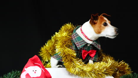 perky jack russell doggy dressed up in festive christmas costume and tinsel