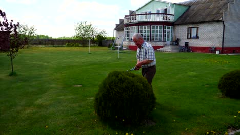 hardworking old man pruned with a beautiful scissors garden ornamental shrub.