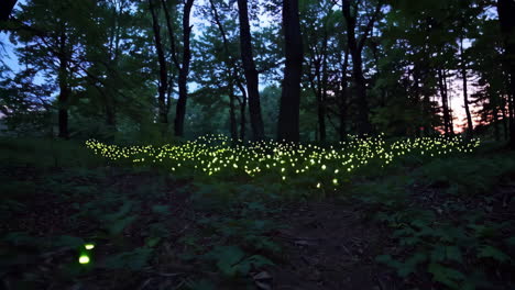 Luciérnagas en el bosque por la noche
