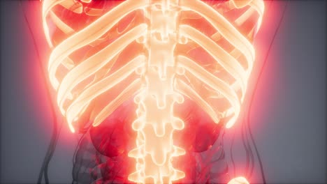 cuerpo humano transparente con huesos visibles