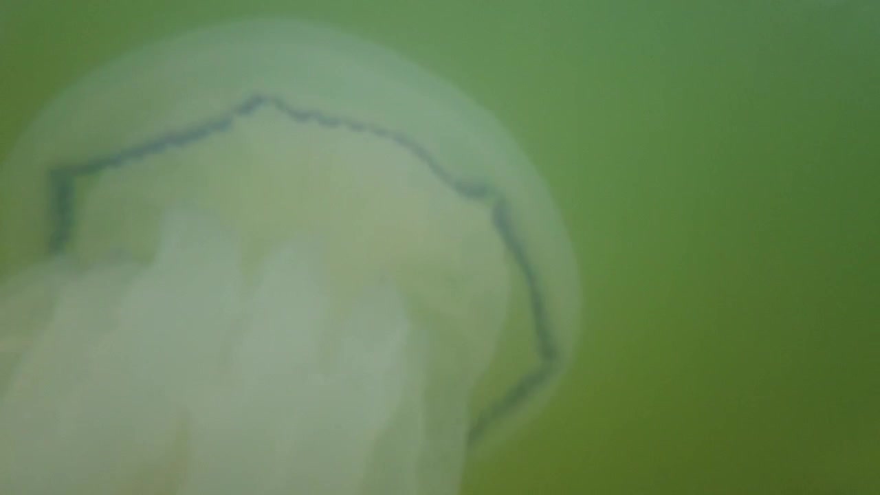 Jellyfish underwater at sea. Species of jellyfish Rhizostoma pulmo.