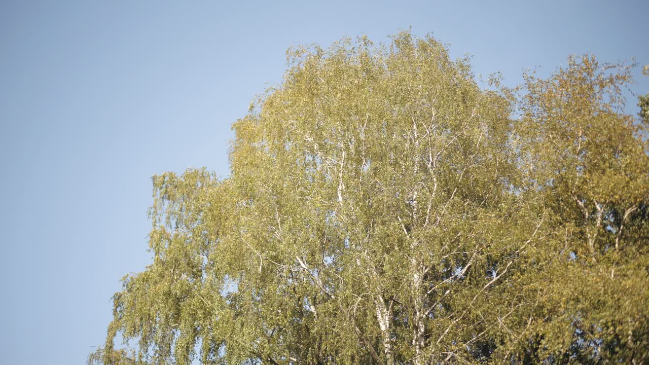 버드나무 가노피