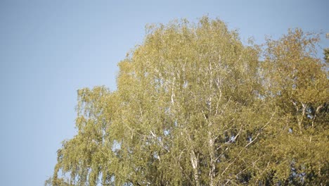 birch tree canopy