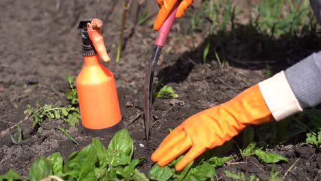 Picking spinach in a home garden. Bio spanach