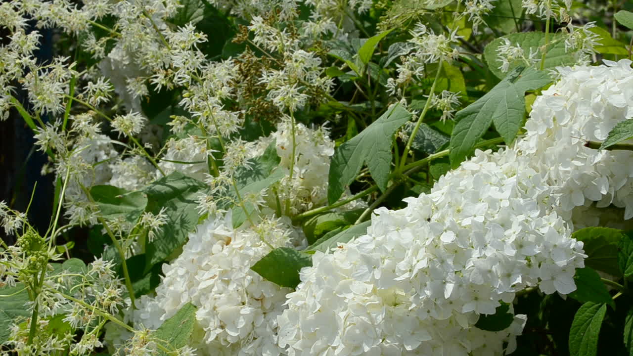 Flores en un jardín, cerca de la casa. Verano y flores