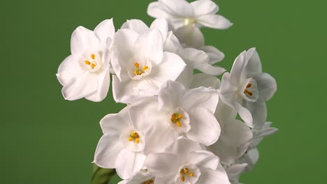 Paper-white-narcissus-flower