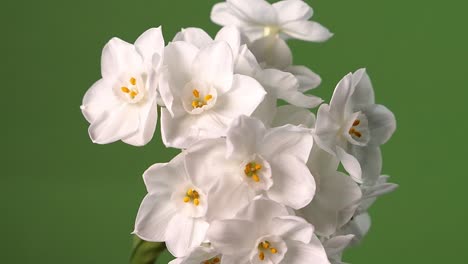 flor de narciso blanco de papel