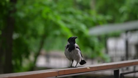 grey crow on a wooden railing
