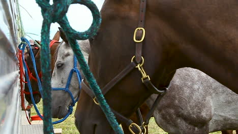 four horses tied to a trailer_close-up