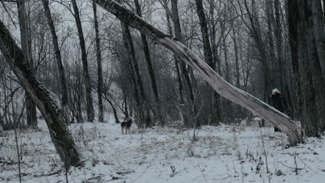 Woman-stroking-a-dog-when-walking-in-winter-park