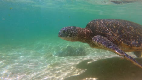 一隻綠色海<unk>在夏威夷海灘附近滑過水面