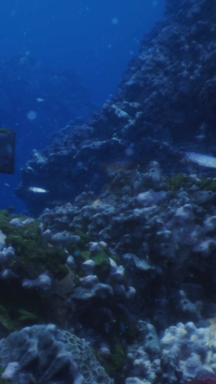 Coral reef habitat with diverse marine life under clear blue water
