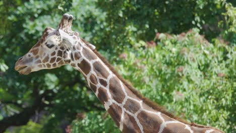 A giraffe feeds on foliage in a sunlit outdoor zoo habitat, with natural greenery in the background and steady side-profile camera framing