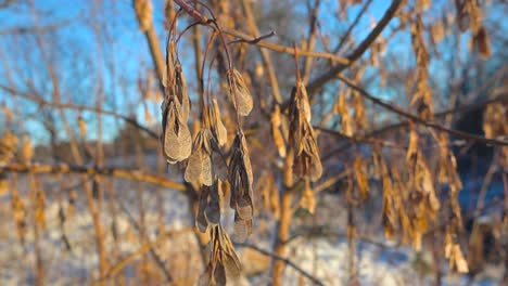 close up spinning footage of dried up brown ash tree seeds during a winter sunny day with snow on the ground in the background with blue sky. tree branches are long and slim during a cold freezing day