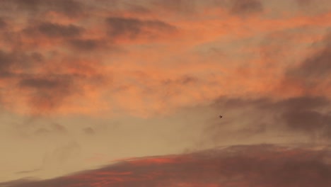 Pájaro-Volando-A-Través-De-Grandes-Nubes-Rojas,-Rosadas-Y-Anaranjadas-Que-Se-Mueven-Por-El-Cielo-Durante-La-Puesta-De-Sol-En-Australia,-Gippsland,-Victoria,-Maffra