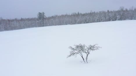 飞过一个孤立的<unk>果树在雪覆盖的山坡旁边的田野空中缓慢运动