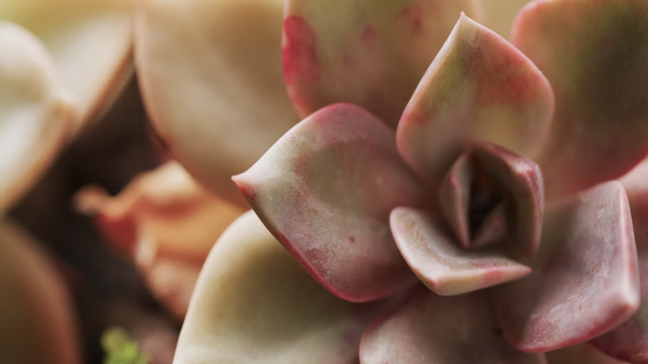 micro vídeo de un primer plano de una planta de cactus con espacio para copiar