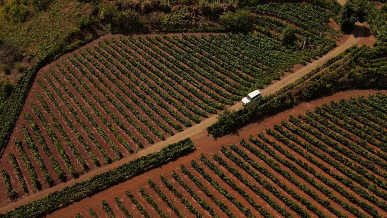 포도원 밭에서 포도나무 줄지어 비포장 도로를 달리는 차량