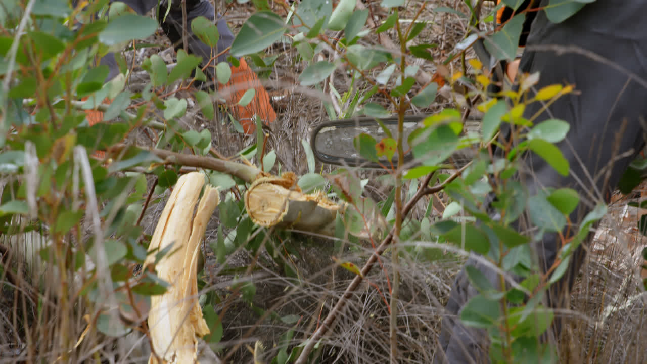 두 명의 나무 ⁇ 이 체인사와 함께 쓰러진 나무 4k를 자르고 있습니다.