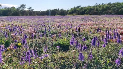 hermoso prado de flores silvestres púrpura en flor en un brillante día de verano