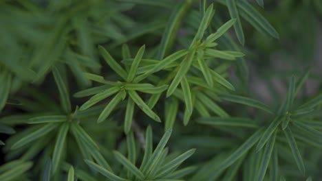 twilight tranquility: soft focus on forest flora