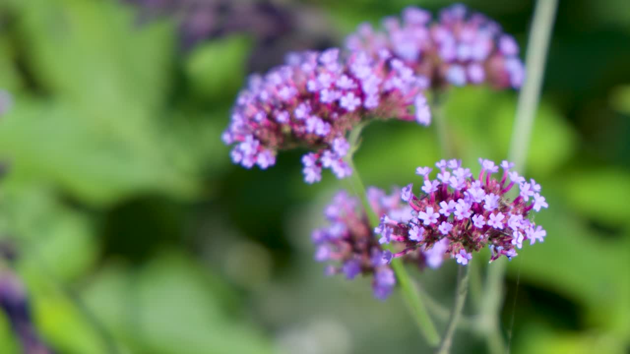 Purpletop vervain flowers gently swaying outdoors, shallow depth of field, natural daylight, soft focus