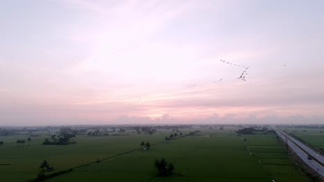 breathtaking aerial view of green farmlands at sunset. golden skies illuminate vast fields and scattered trees, creating a serene picturesque rural landscape. perfect for tranquil scenes. birds flying