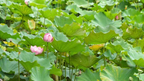 nature elegant pink lotus in taiwan taipei botanic garden