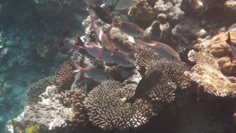 Reef-with-a-variety-of-hard-and-soft-corals-and-tropical-fish.-Maldives-Indian-Ocean.