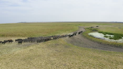 Vacas-Corriendo-En-Las-Llanuras-De-Dakota-Del-Norte